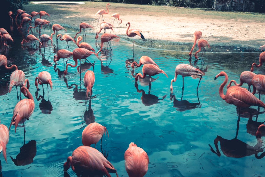 Discover the link between us and flamingos Thumb